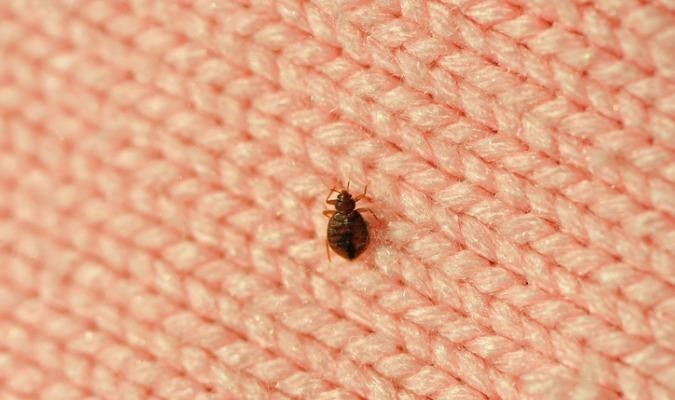 Bed Bug On Pink Fabric