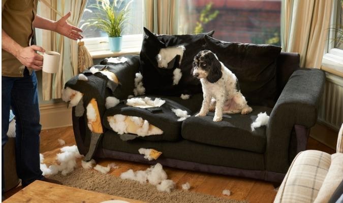 Naughty dog sitting on chewed up sofa