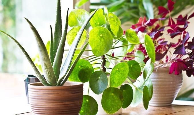 An assortment of house plants next to a window