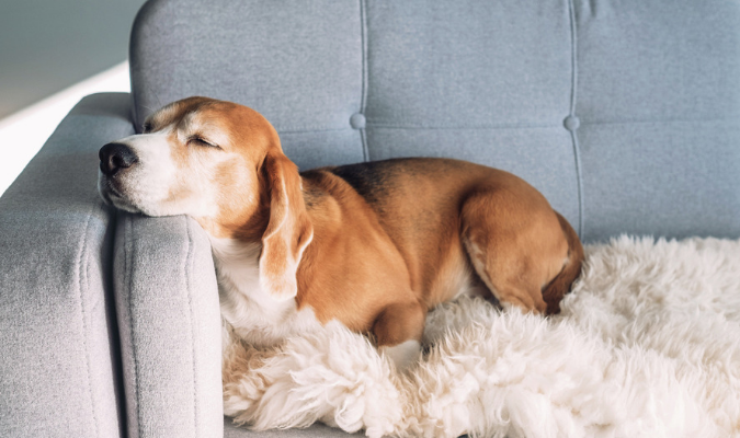 Dog Asleep On Stain Resistance Upholstery Fabric Sofa