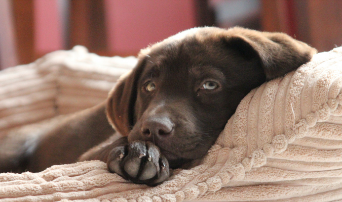 Labrador lying in dog bed