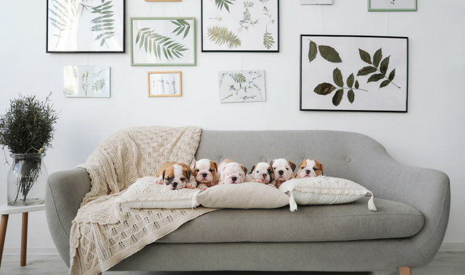 : Bulldog puppies on grey fabric sofa