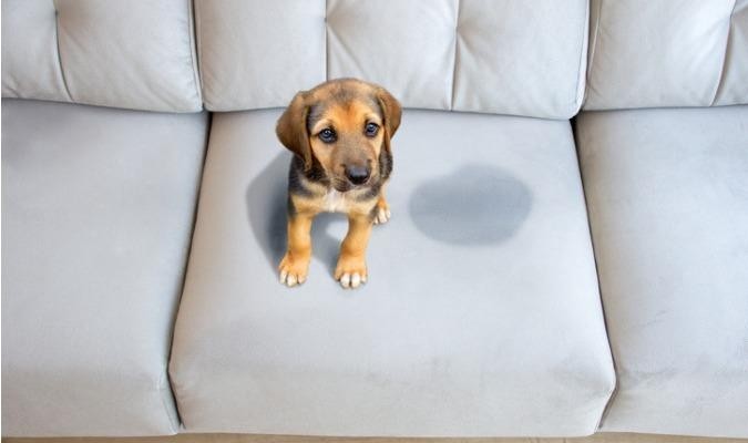 Dog Urinated On A Grey Couch