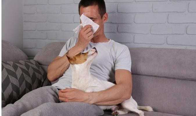 Man With Dog Sneezing From Allergies On A Couch