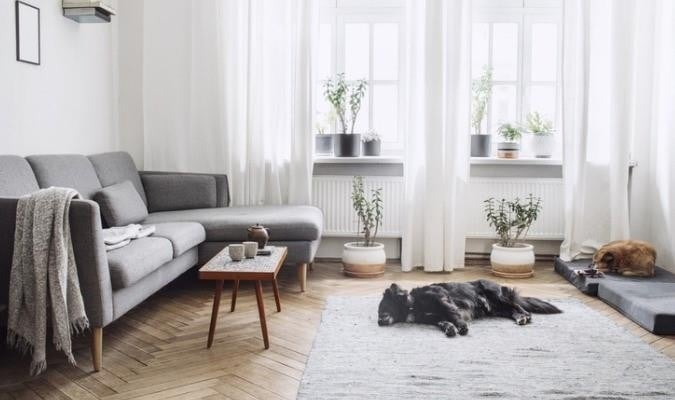 Two Dogs Relaxing Next To A Modern Upholstered Sofa