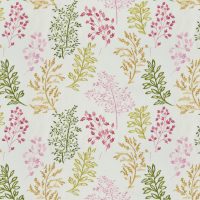 JUNIPER - ROSE